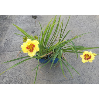 Hemerocallis Mini Polka Liliowiec