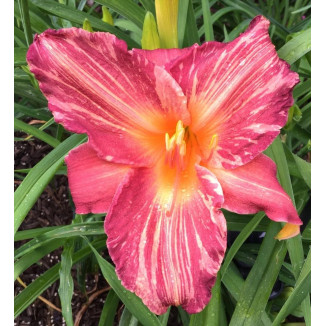 Hemerocallis Pink Stripes Liliowiec