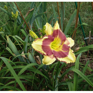 Hemerocallis Punxsutawney Phill