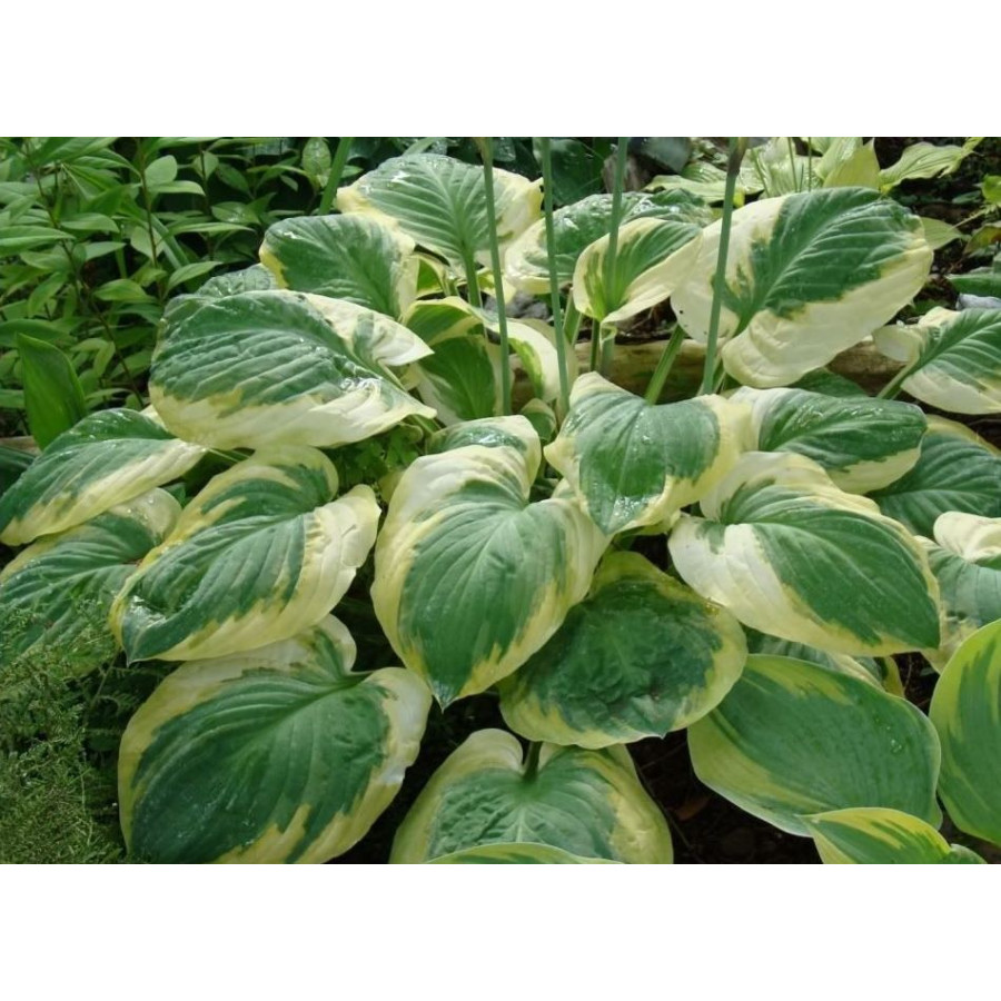 Hosta Carnival Funkia Hosta Carnival Funkia