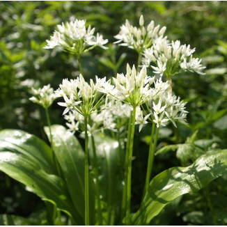 Allium Ursinum Czosnek Niedźwiedzi