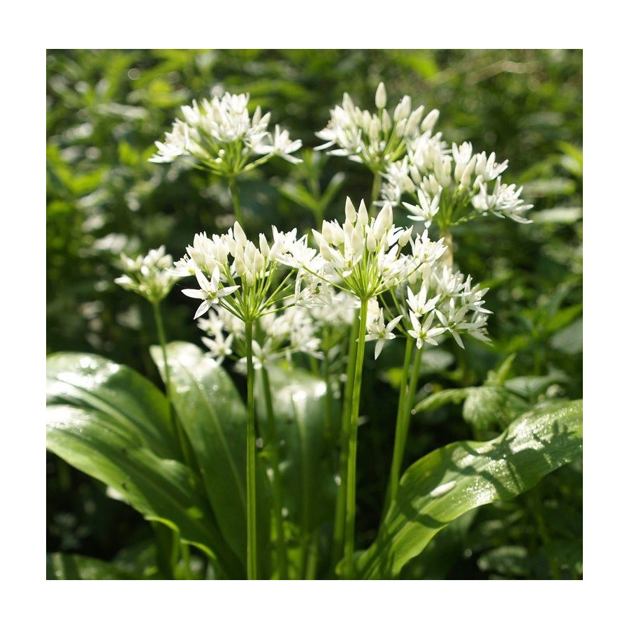 Allium Ursinum Czosnek Niedźwiedzi