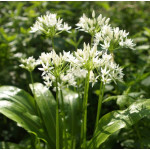 Allium Ursinum Czosnek Niedźwiedzi