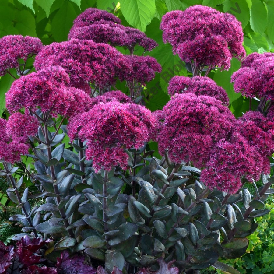Sedum telephium Thunderhead Sedum telephium Thunderhead