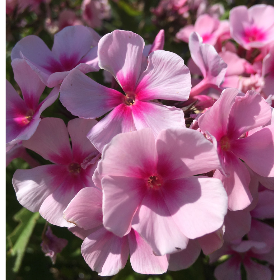 Phlox paniculata Bright Eyes Floks wiechowaty Phlox paniculata Bright Eyes Floks wiechowaty