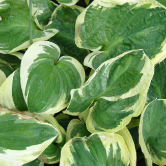 Hosta Snow Cap Funkia
