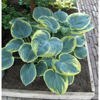 Hosta Suger Daddy Funkia