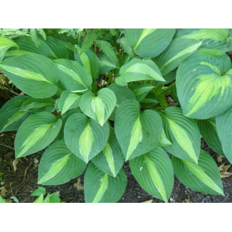 Hosta Striptease