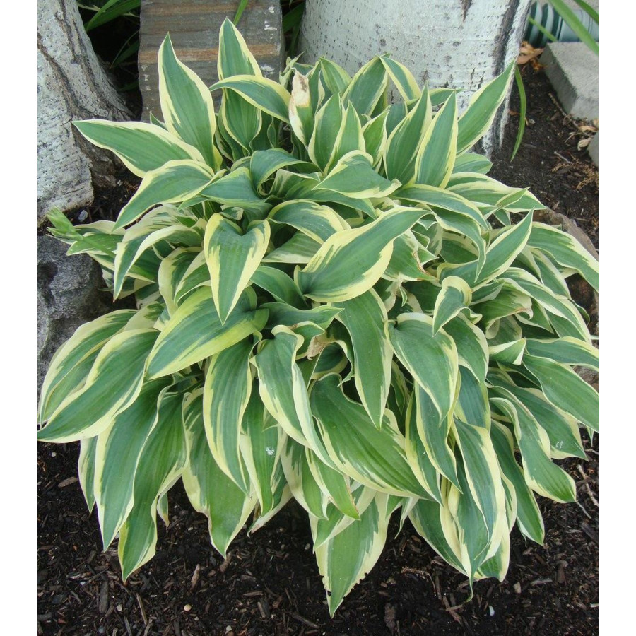 Hosta Wolverine Funkia Hosta Wolverine Funkia