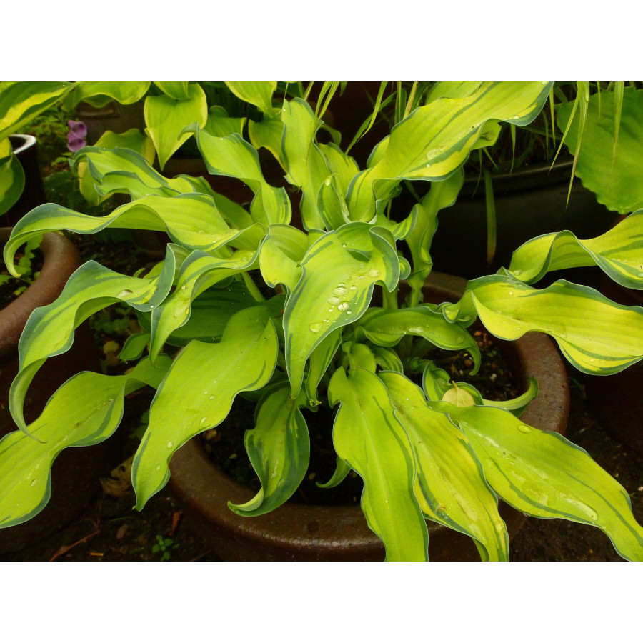 Hosta Ripple Effect Funkia Hosta Ripple Effect Funkia