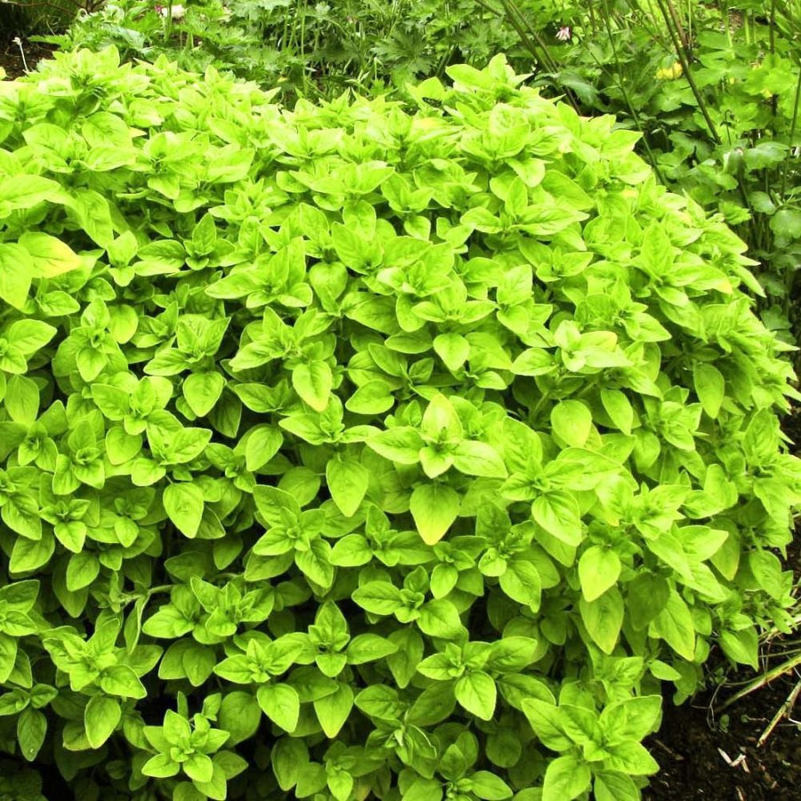 Origanum vulgare Aureum Oregano złote Origanum vulgare Aureum Oregano złote