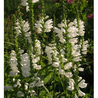 Physostegia virginiana Alba Odetka wirginijska