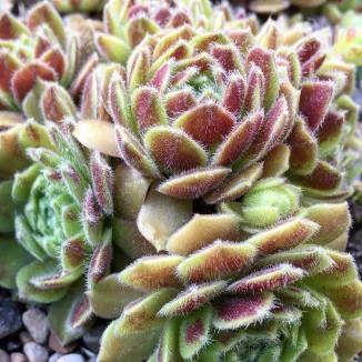 Sempervivum Braunbar