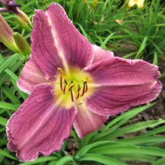 Hemerocallis Prairie Blue Eyes Liliowiec