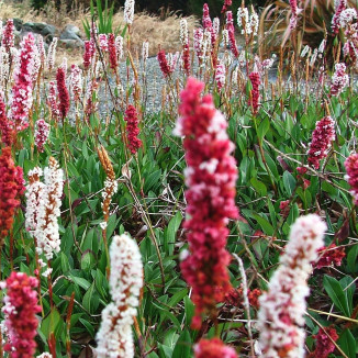 Polygonum affine Darjeeling Red Rdest pokrewny
