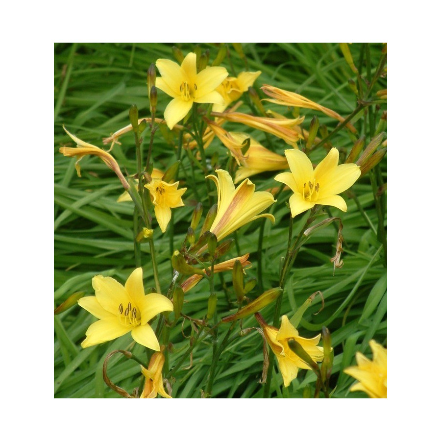 Hemerocallis Dumortieri Liliowiec Hemerocallis Dumortieri Liliowiec
