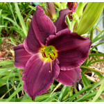 Hemerocallis Grape Velvet Liliowiec