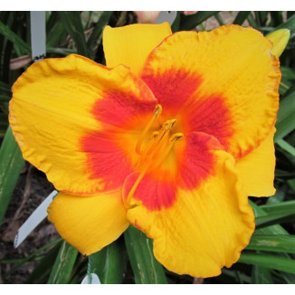 Hemerocallis Love Those Eyes Liliowiec