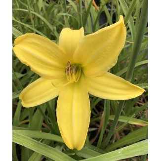 Hemerocallis Northbrook Star Liliowiec