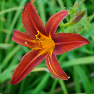 Hemerocallis Sammy Russel Liliowiec