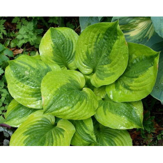 Hosta Summer Lovin Funkia
