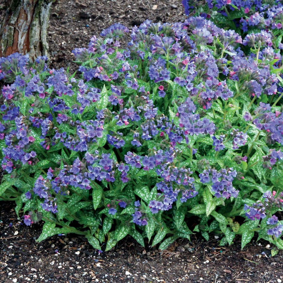 Pulmonaria Trevi Fountain Miodunka Pulmonaria Trevi Fountain Miodunka
